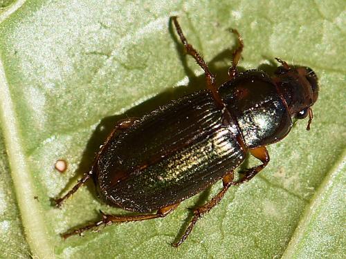 Réf. 216 958 : Harpalus affinis