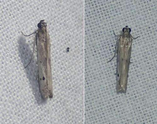Réf. 216 409 : Phycitodes sp.