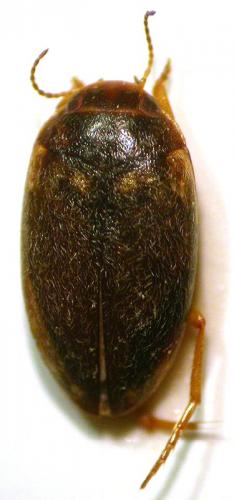 Hydroporus limbatus