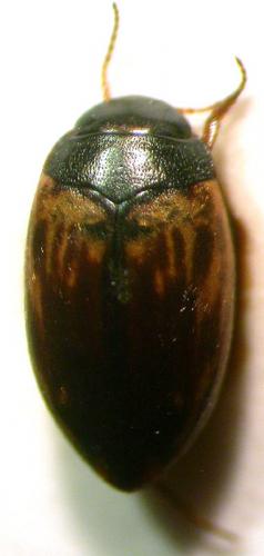 Hydroporus tessellatus