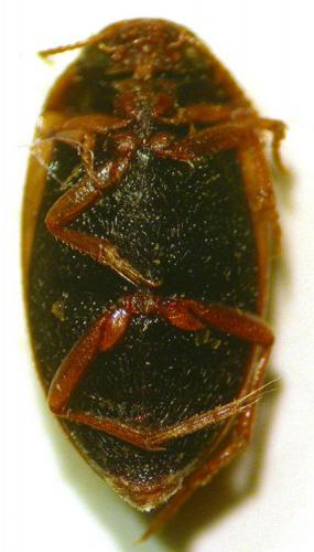 Hydroporus limbatus