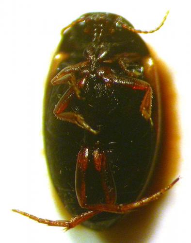 Hydroporus tessellatus