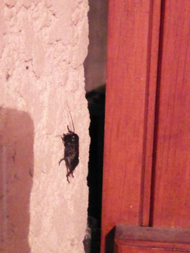 Gryllus sp.