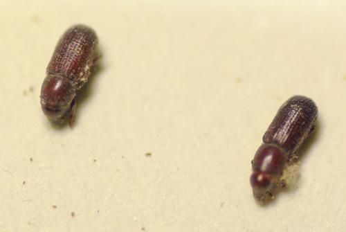 Réf. 216 538 : Hexarthrum sp.
