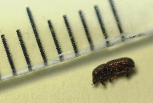 Hexarthrum sp.