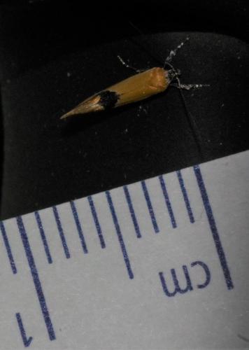 Réf. 216 401 : Batia sp.
