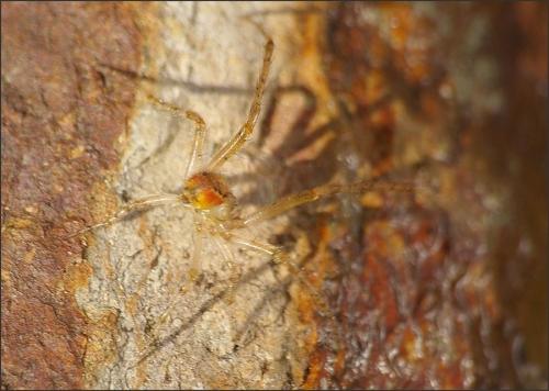Zygiella x-notata