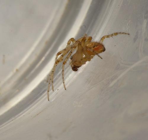 Zygiella x-notata