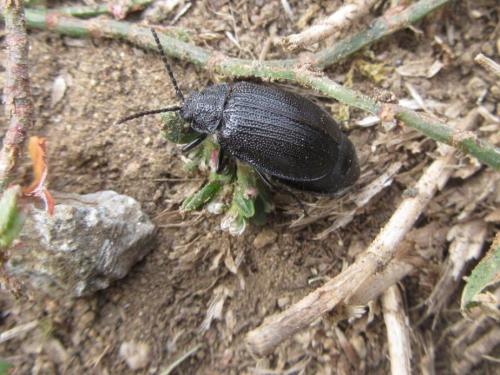 Galeruca pomonae