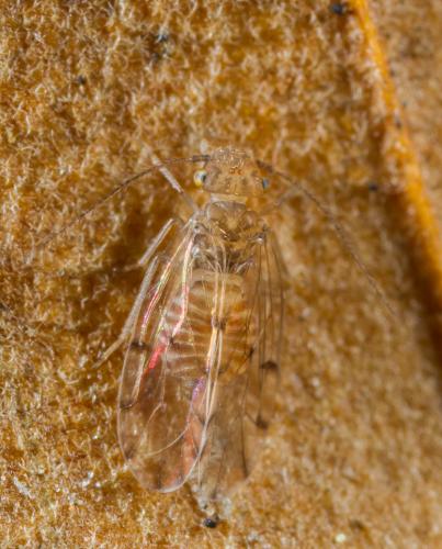 Réf. 216 706 : Ectopsocus sp.
