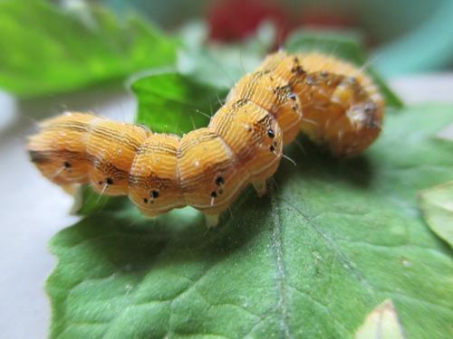 Helicoverpa armigera