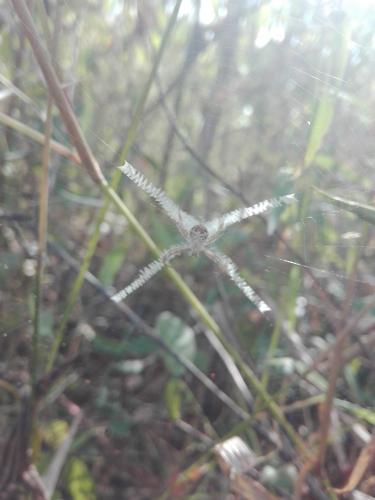 Réf. 216 093 : Argiope comorica