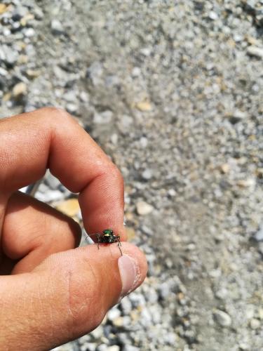 Cicindela gallica