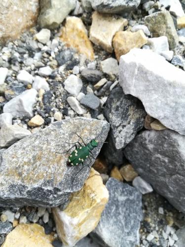 Réf. 216 360 : Cicindela gallica