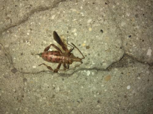 Leptoglossus occidentalis