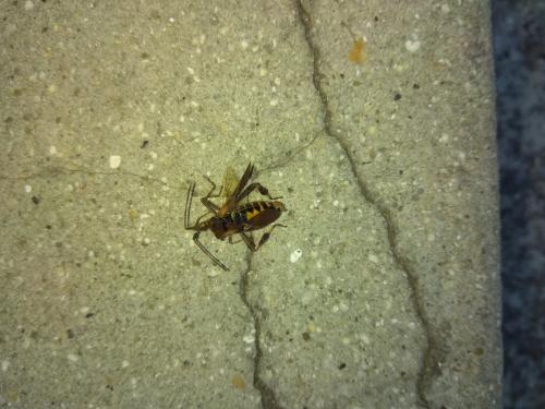 Leptoglossus occidentalis