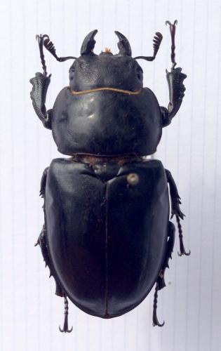 Lucanus tetraodon