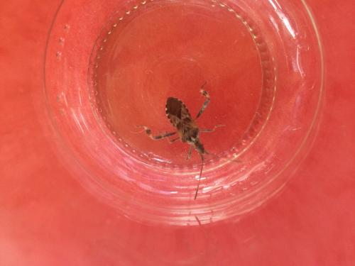 Leptoglossus occidentalis