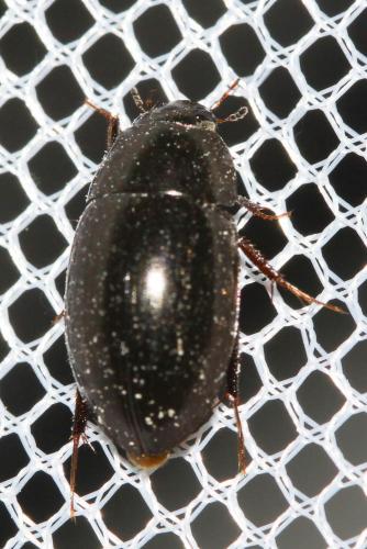Réf. 216 267 : Limnoxenus niger