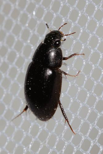 Limnoxenus niger