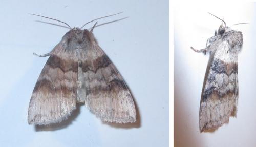 Cymatophorina diluta