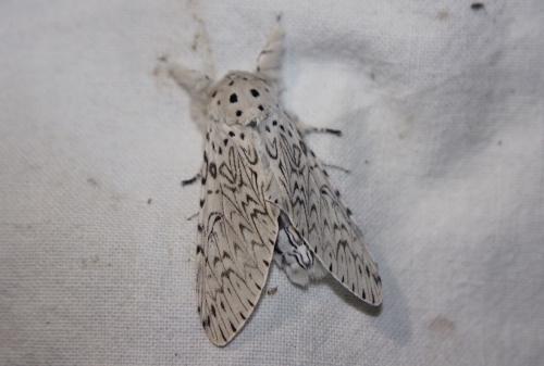 Réf. 216 841 : Cerura erminea