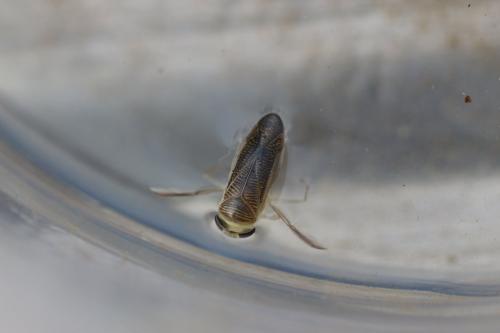 Sigara sp.