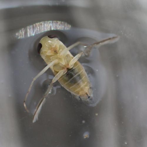 Sigara sp.