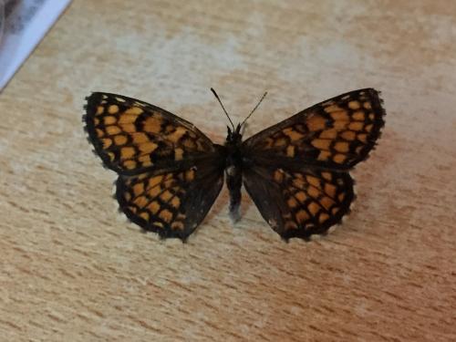 Melitaea athalia celadussa
