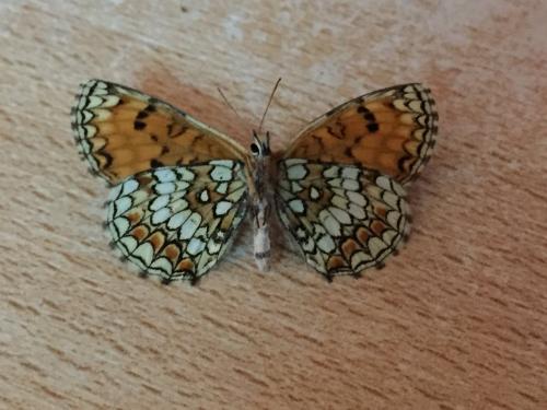 Melitaea athalia celadussa