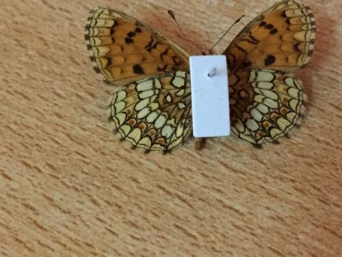 Melitaea athalia celadussa