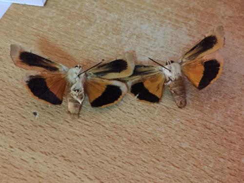 Noctua sp.