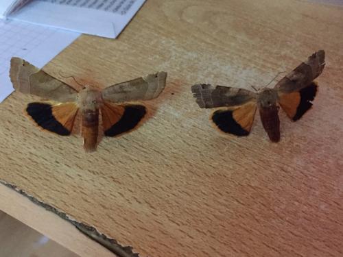 Noctua sp.