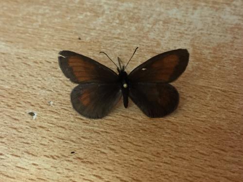 Erebia mnestra