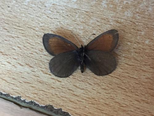 Erebia mnestra