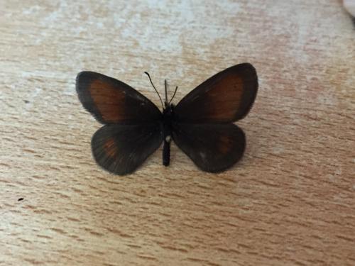 Erebia mnestra