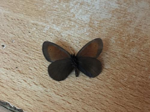 Réf. 216 226 : Erebia mnestra