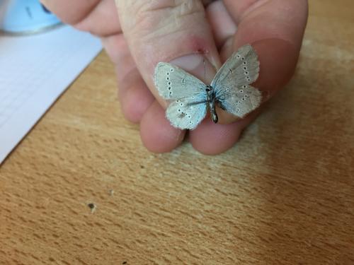 Cupido minimus