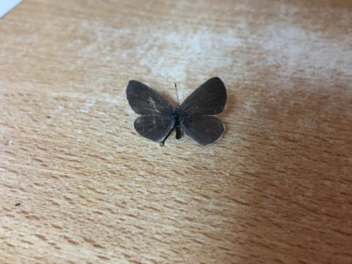 Cupido minimus