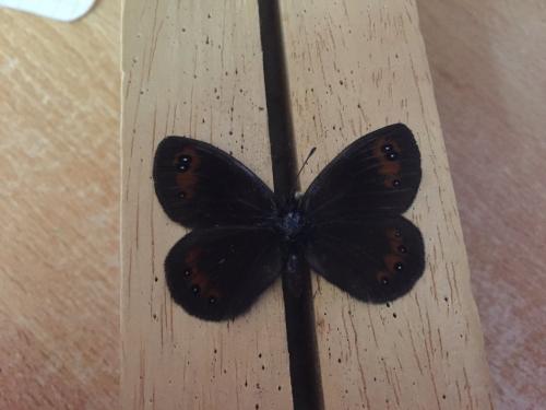Erebia meolans