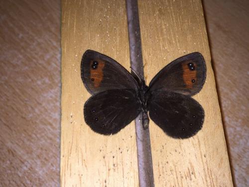 Erebia meolans