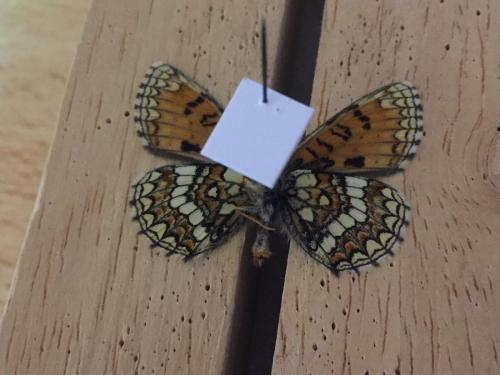 Melitaea varia