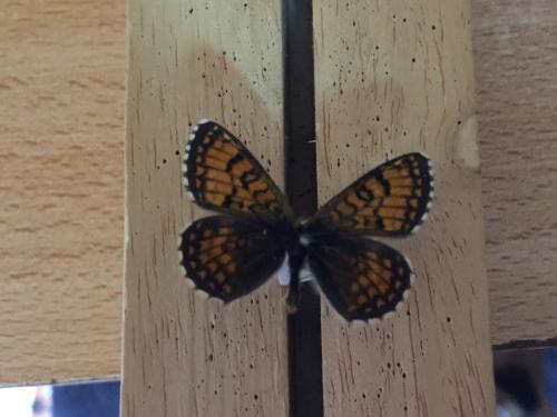 Melitaea varia