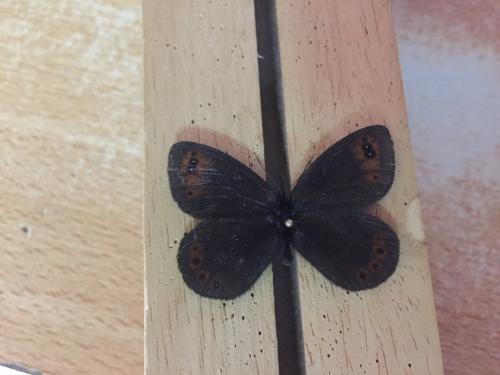 Erebia triarius