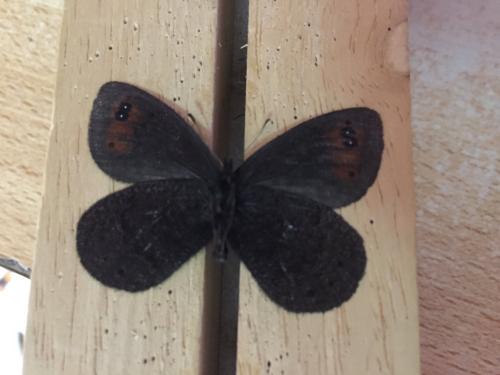 Erebia triarius