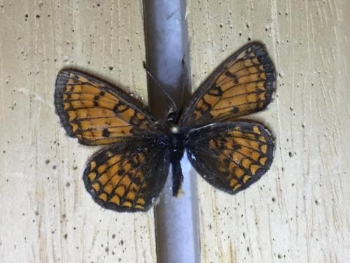 Melitaea varia