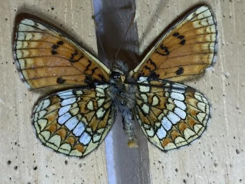 Melitaea varia