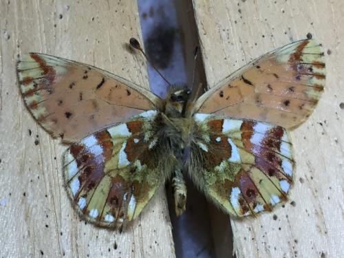 Réf. 216 546 : Boloria pales
