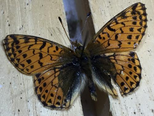 Réf. 216 547 : Boloria pales
