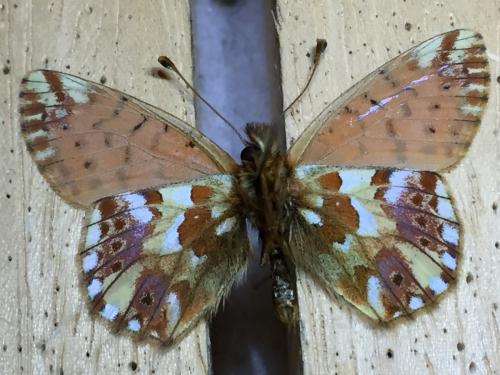 Réf. 216 550 : Boloria pales